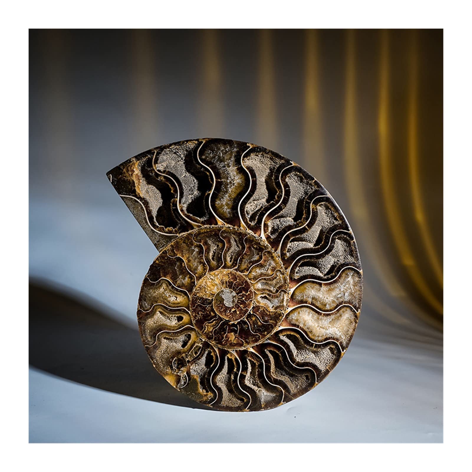 Amazon｜天然石 ペア天然アンモナイトシェル化石ヒーリングミネラル